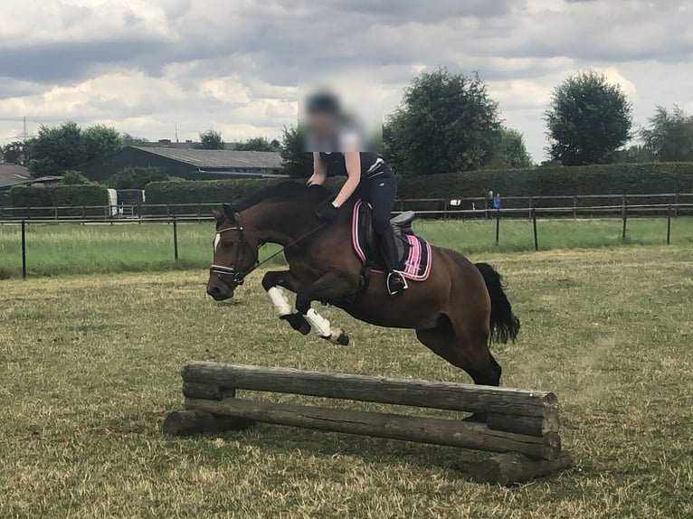 Pony tedesco Giumenta 15 Anni 147 cm Baio in Düsseldorf