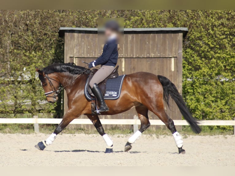 Pony tedesco Giumenta 15 Anni 147 cm Baio in Düsseldorf