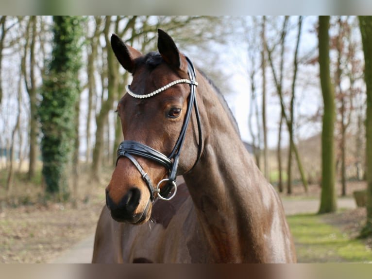 Pony tedesco Giumenta 15 Anni 147 cm Baio in Recke, bei Osnabrück