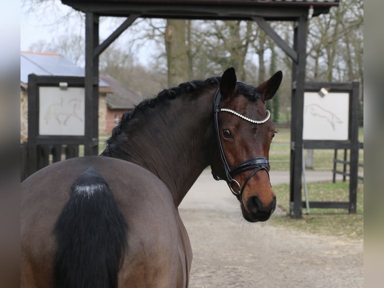 Pony tedesco Giumenta 15 Anni 147 cm Baio in Recke, bei Osnabrück