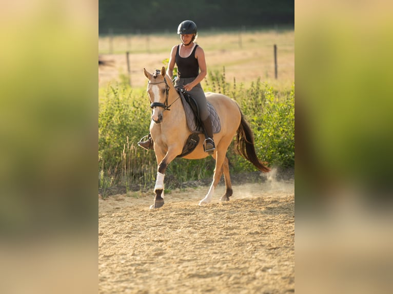 Pony tedesco Giumenta 15 Anni 147 cm Falbo in Heinzenbach
