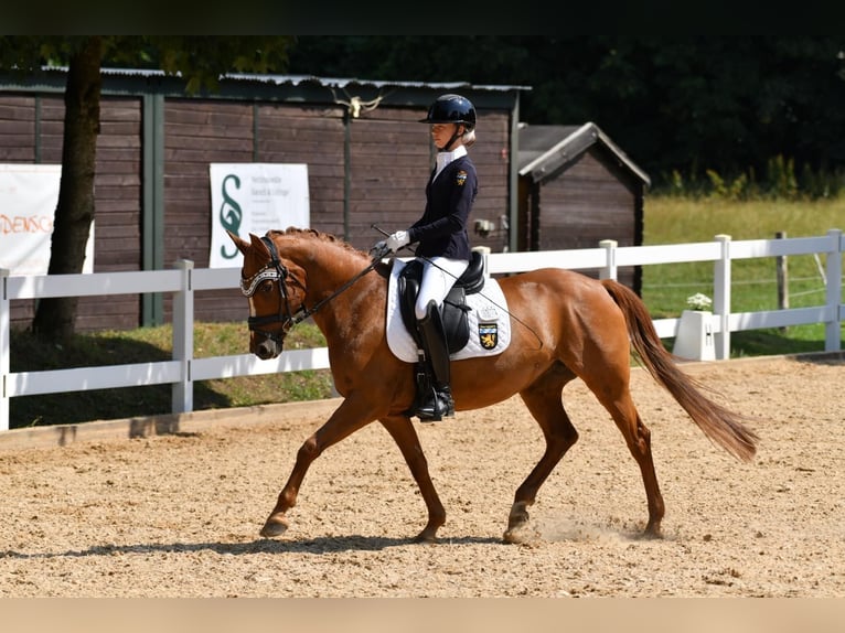 Pony tedesco Giumenta 15 Anni 147 cm Sauro in Vierkirchen