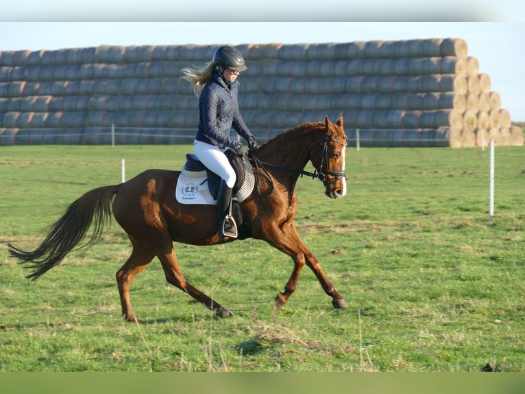 Pony tedesco Giumenta 15 Anni 147 cm Sauro in Ganschow