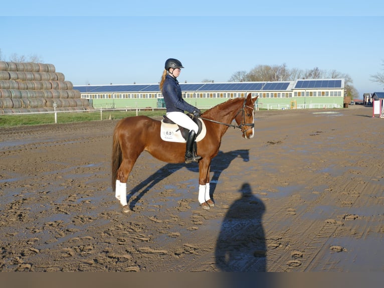 Pony tedesco Giumenta 15 Anni 147 cm Sauro in Ganschow