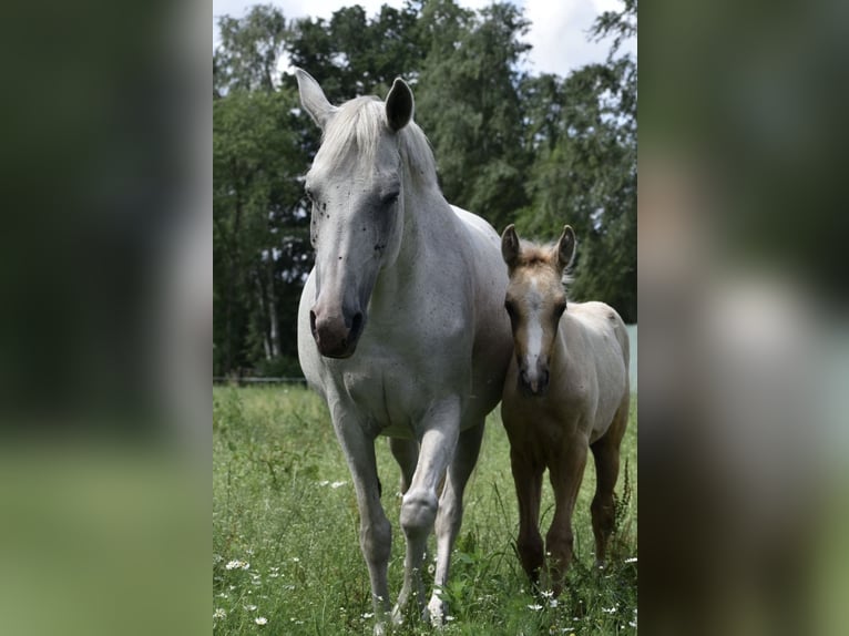 Pony tedesco Giumenta 15 Anni 148 cm Grigio in Celle
