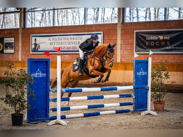 Pony tedesco Giumenta 15 Anni 148 cm Sauro in Merzenich