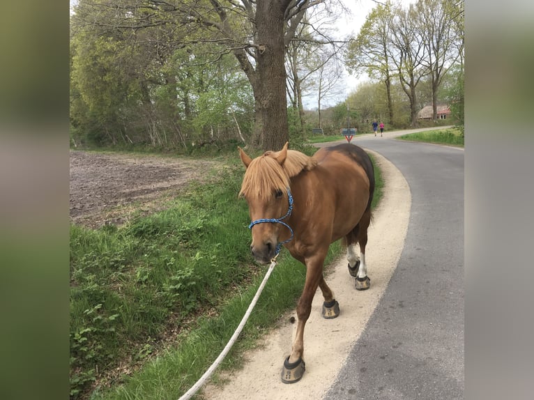 Pony tedesco Mix Giumenta 15 Anni 149 cm Sauro in Cadenberge