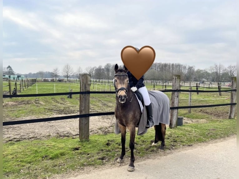 Pony tedesco Giumenta 15 Anni 150 cm Falbo in Rietberg