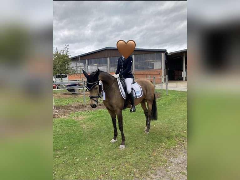 Pony tedesco Giumenta 15 Anni 150 cm Falbo in Rietberg