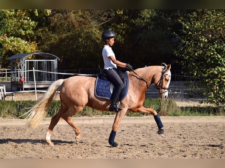 Pony tedesco Giumenta 15 Anni 150 cm Palomino in Ascheberg