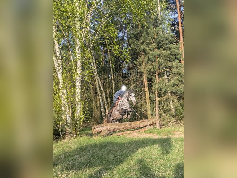 Pony tedesco Giumenta 15 Anni 151 cm Grigio ferro in Dresden