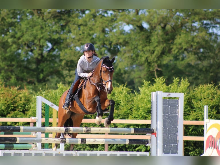 Pony tedesco Giumenta 15 Anni 152 cm Baio scuro in Sendenhorst