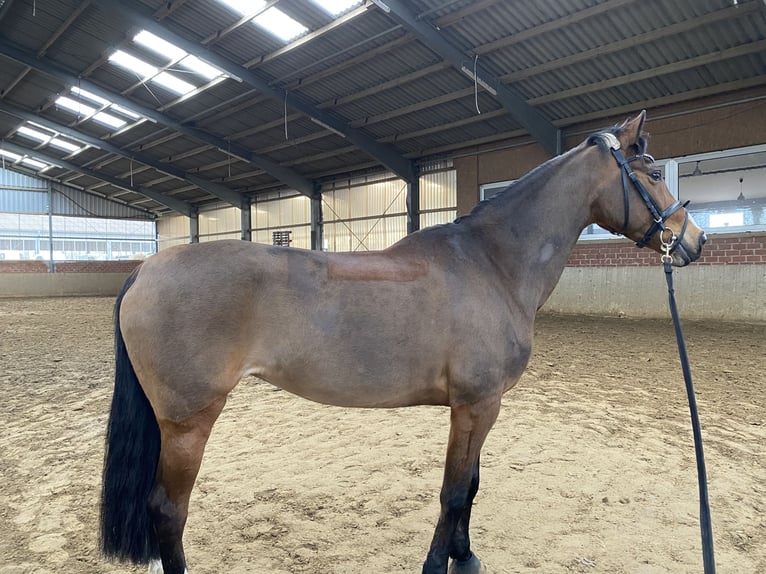 Pony tedesco Giumenta 15 Anni 152 cm Baio scuro in Sendenhorst