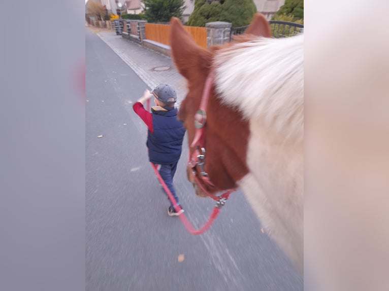 Pony tedesco Mix Giumenta 15 Anni 160 cm Pezzato in Trebsen/Mulde