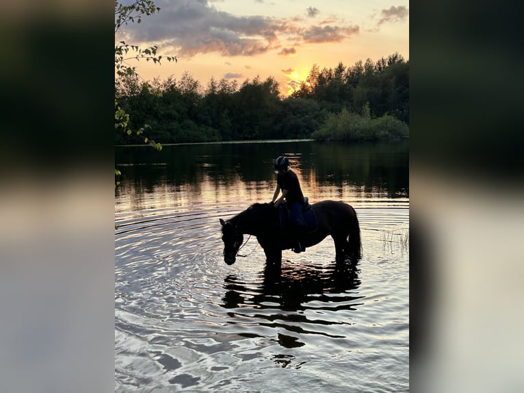 Pony tedesco Giumenta 15 Anni Baio scuro in Heide