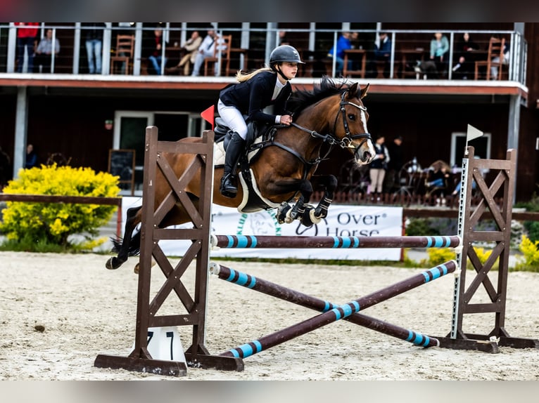 Pony tedesco Giumenta 16 Anni 138 cm Baio ciliegia in Warszawa