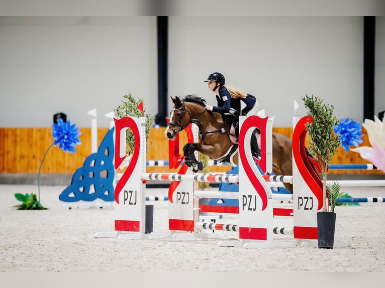 Pony tedesco Giumenta 16 Anni 138 cm Baio ciliegia in Warszawa
