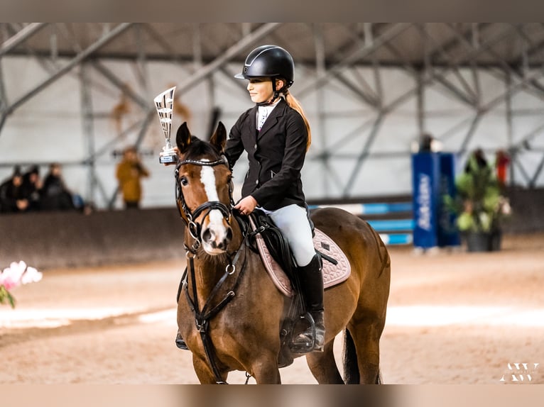 Pony tedesco Giumenta 16 Anni 138 cm Baio ciliegia in Warszawa