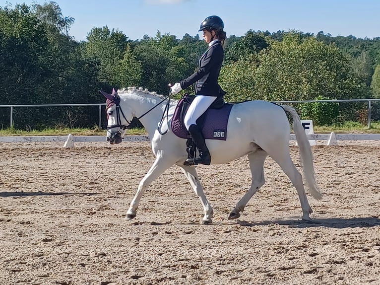 Pony tedesco Giumenta 16 Anni 138 cm Grigio in Bad Rodach