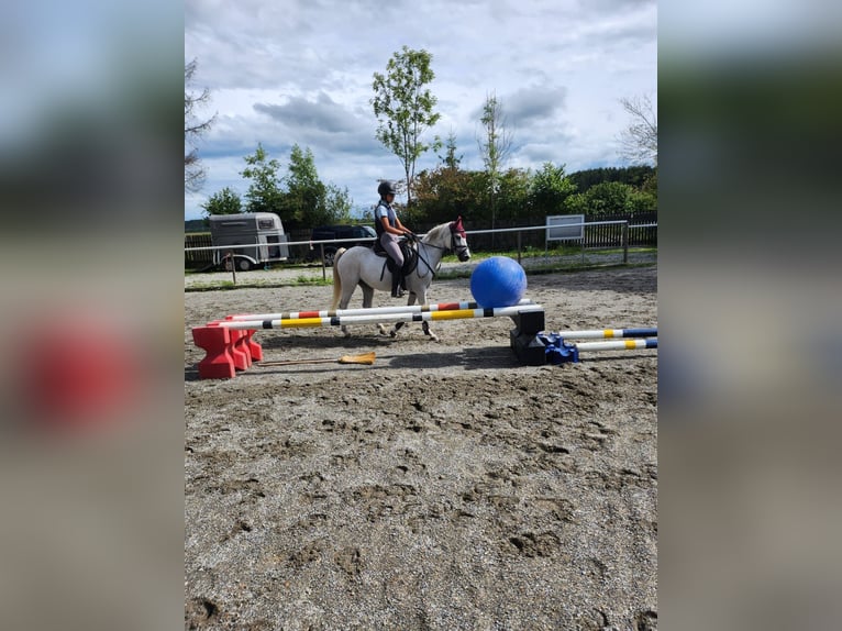 Pony tedesco Giumenta 16 Anni 140 cm Grigio in Bergatreute