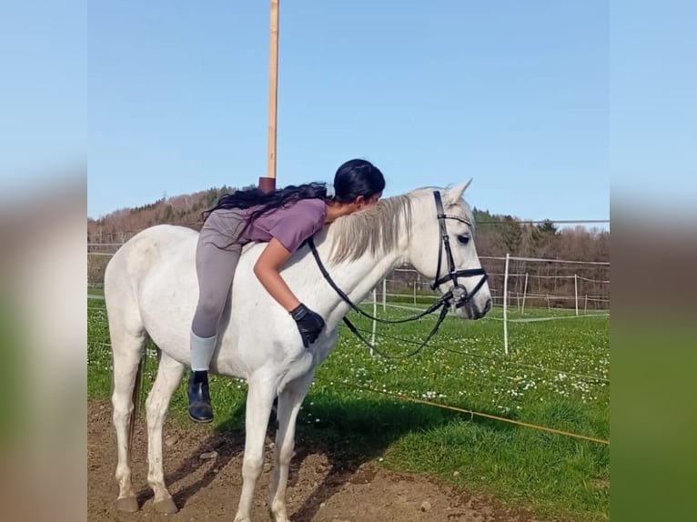 Pony tedesco Giumenta 16 Anni 140 cm Grigio in Bergatreute