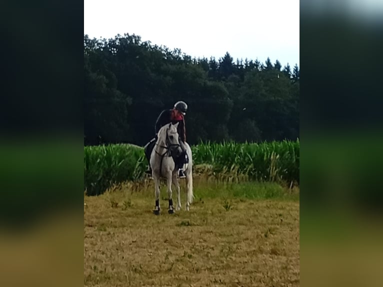 Pony tedesco Giumenta 16 Anni 140 cm Grigio in Bergatreute