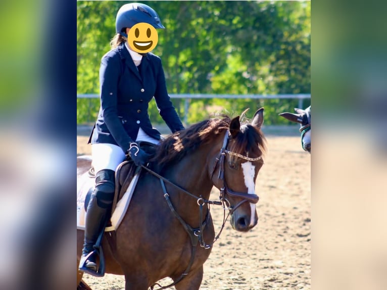 Pony tedesco Giumenta 16 Anni 146 cm Baio scuro in Niederzimmern