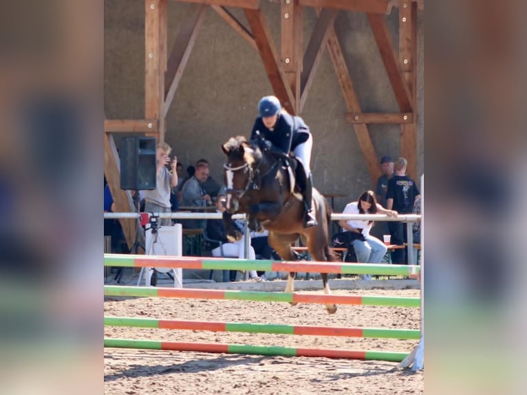 Pony tedesco Giumenta 16 Anni 146 cm Baio scuro in Niederzimmern