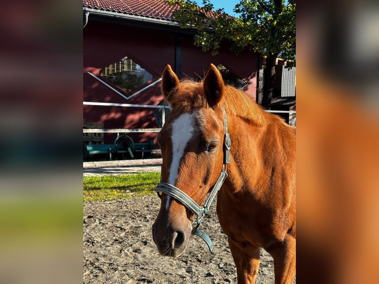 Pony tedesco Giumenta 16 Anni 146 cm Sauro in Reutte