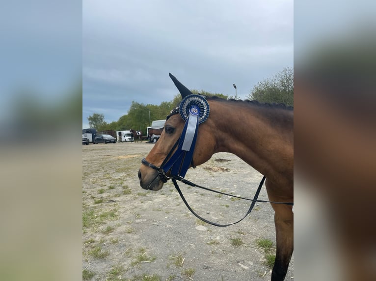 Pony tedesco Giumenta 16 Anni 147 cm Falbo in Cölbe