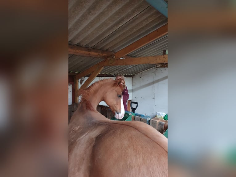 Pony tedesco Giumenta 16 Anni 147 cm Red dun in Skals