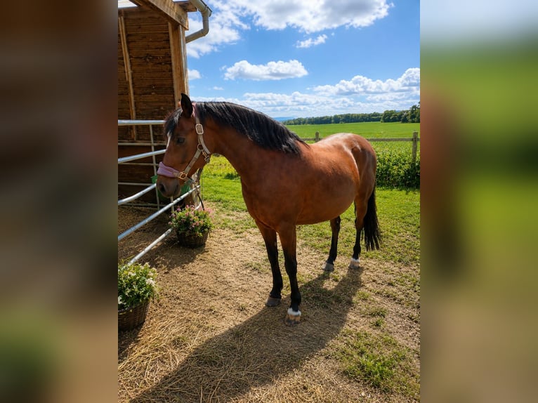 Pony tedesco Giumenta 16 Anni 148 cm Baio in Vienenburg