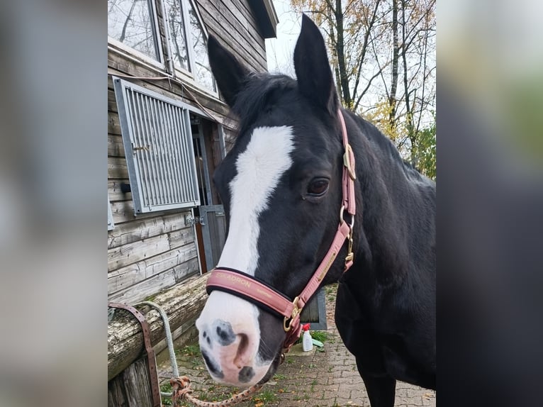 Pony tedesco Giumenta 16 Anni 148 cm Morello in Wermelskirchen