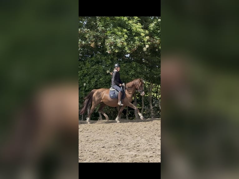 Pony tedesco Giumenta 16 Anni 148 cm Sauro in Erkelenz