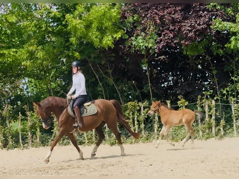 Pony tedesco Giumenta 16 Anni 148 cm Sauro in Erkelenz