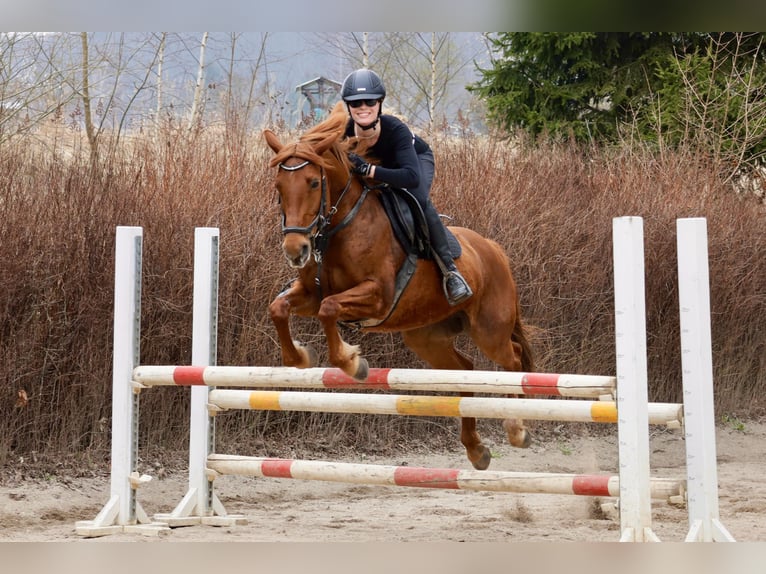 Pony tedesco Giumenta 16 Anni 148 cm Sauro in Golmsdorf