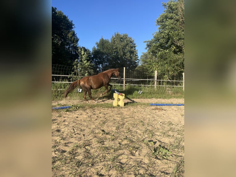 Pony tedesco Giumenta 16 Anni 148 cm Sauro in Gransee
