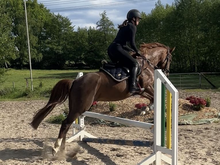 Pony tedesco Giumenta 16 Anni 148 cm Sauro scuro in Havighorst