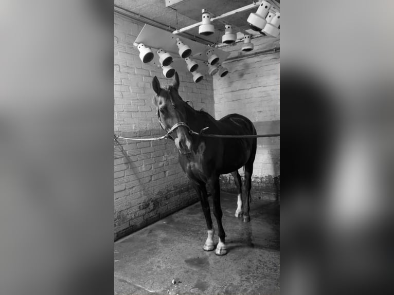 Pony tedesco Giumenta 16 Anni 148 cm Sauro scuro in Havighorst