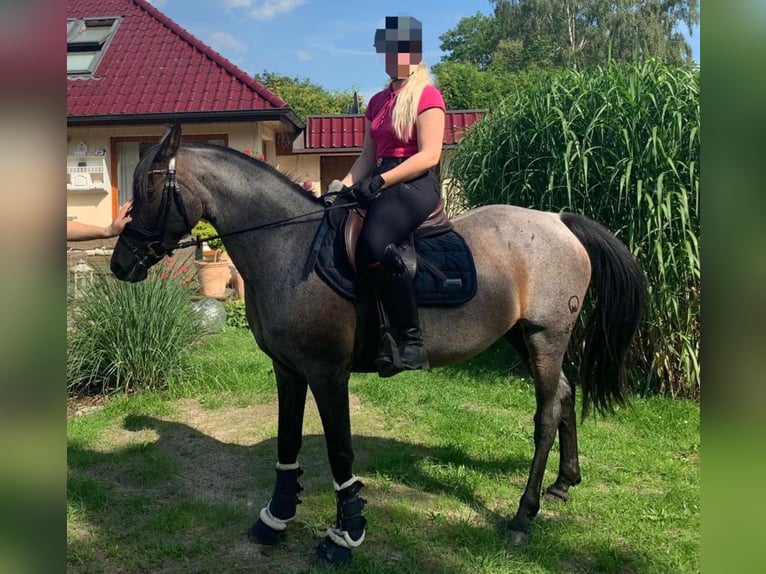 Pony tedesco Giumenta 16 Anni 150 cm  in Garz/Rügen