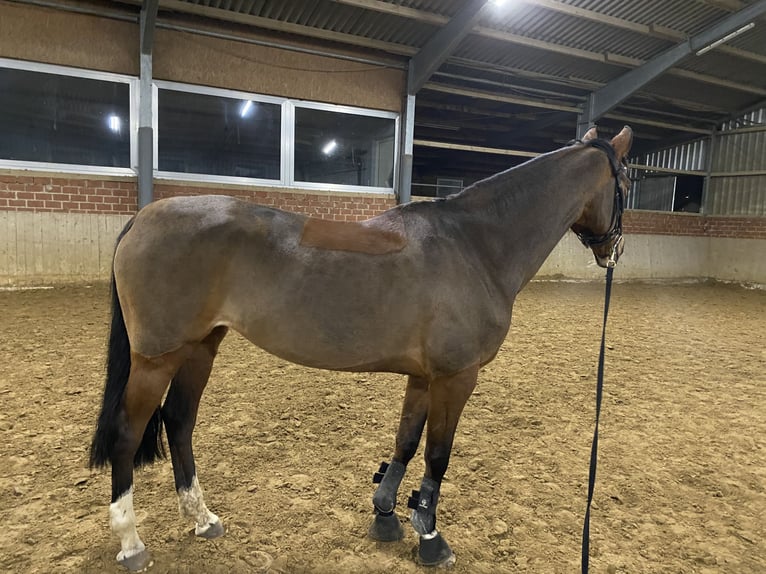 Pony tedesco Giumenta 16 Anni 152 cm Baio scuro in Sendenhorst