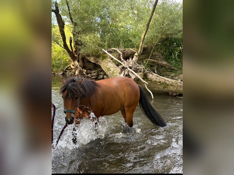 Pony tedesco Giumenta 17 Anni 115 cm Baio in Dockendorf