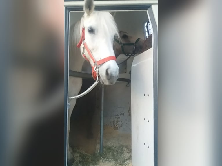 Pony tedesco Mix Giumenta 17 Anni 133 cm Bianco in Böheimkirchen