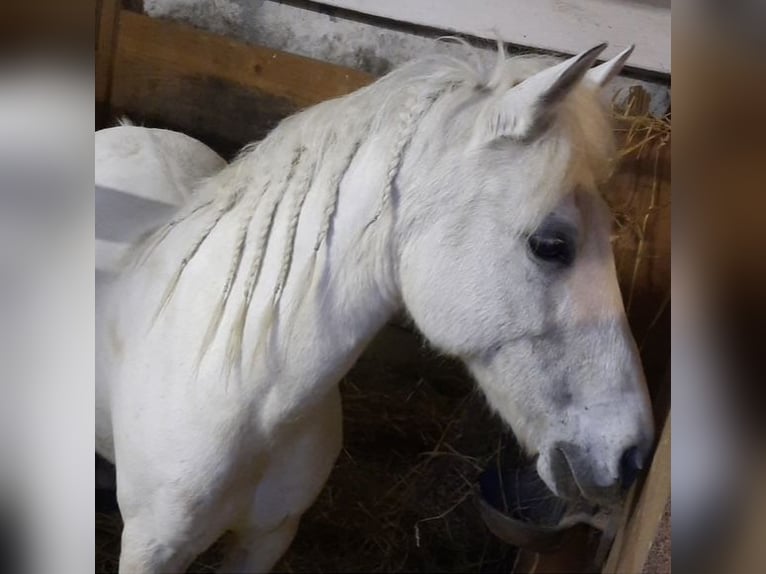 Pony tedesco Mix Giumenta 17 Anni 133 cm Bianco in Böheimkirchen