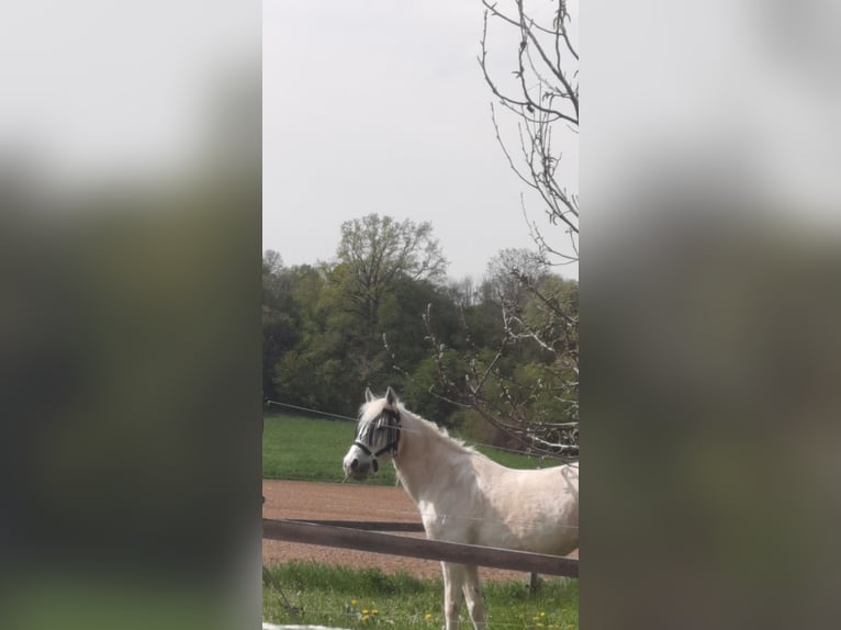 Pony tedesco Mix Giumenta 17 Anni 133 cm Bianco in Böheimkirchen