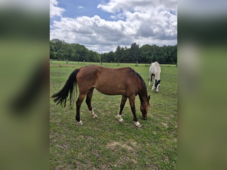Pony tedesco Giumenta 17 Anni 138 cm Baio in Ritterhude