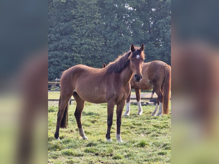 Pony tedesco Giumenta 17 Anni 138 cm Baio in Ritterhude
