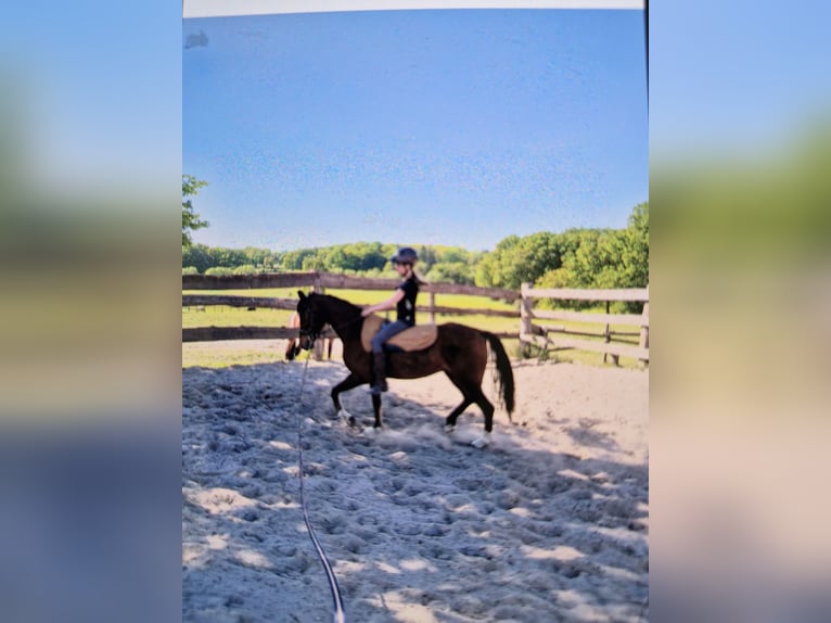 Pony tedesco Giumenta 17 Anni 138 cm Baio in Ritterhude