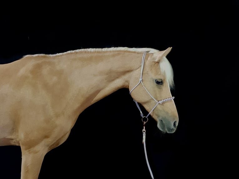 Pony tedesco Giumenta 17 Anni 142 cm Palomino in Bruckm&#xFC;hl