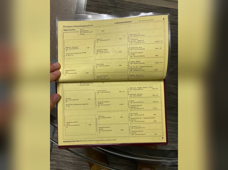 Pony tedesco Giumenta 17 Anni 144 cm Sauro in Peheim